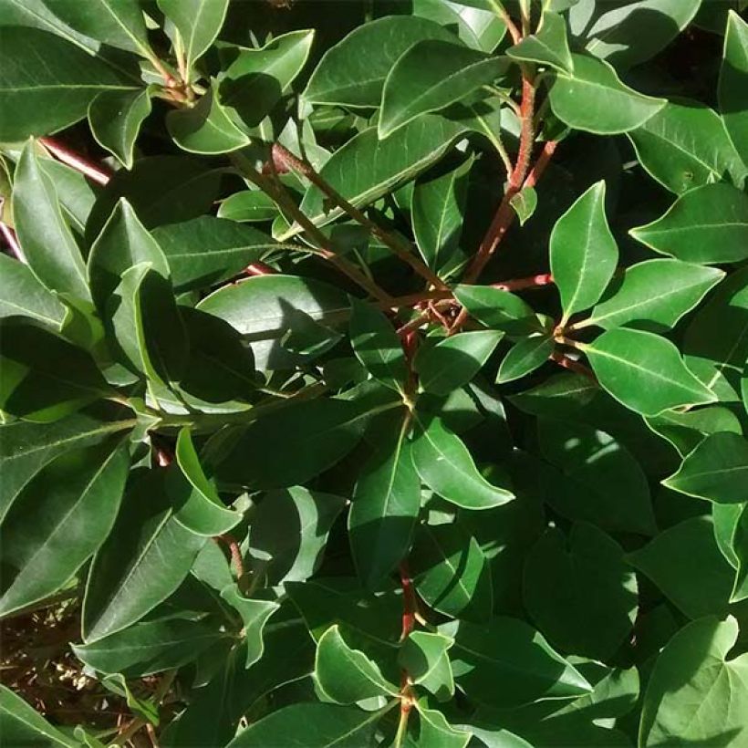 Kalmia latifolia - Lepeltjesboom (Foliage)