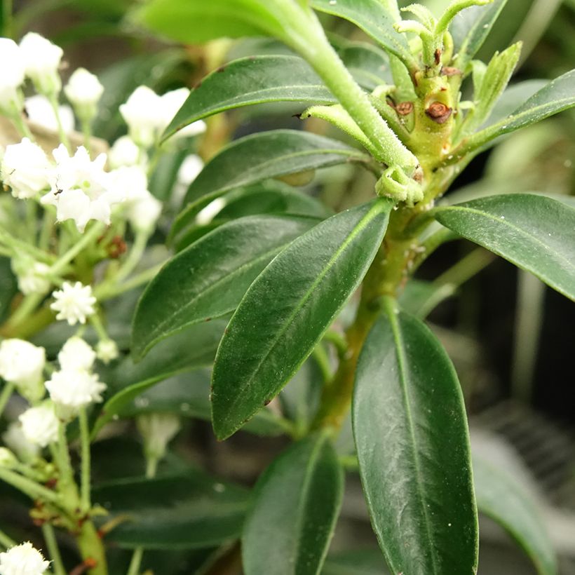 Kalmia latifolia Elf - Lepeltjesboom (Blad)