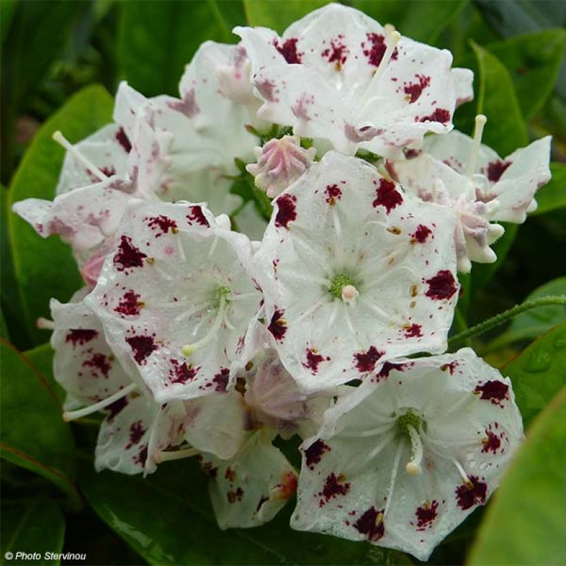 Kalmia latifolia Freckles - Lepeltjesboom (Flowering)
