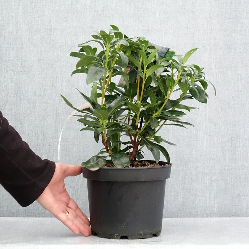 Exemplaar van Kalmia latifolia Galaxy - Lepeltjesboom Pot van 4 l/5 l zoals geleverd in de lente