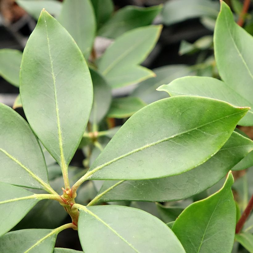 Kalmia latifolia Ideal - Lepeltjesboom (Blad)