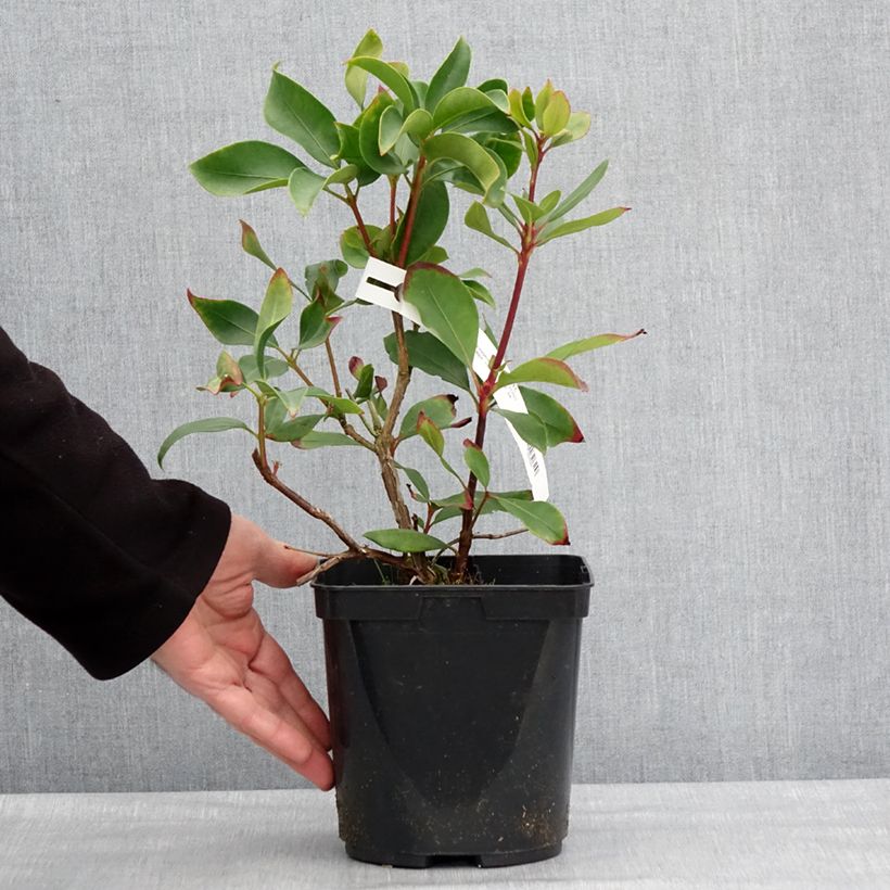 Example of Kalmia latifolia Ideal - Laurier des montagnes Pot van 3 l/4 l as you get in hiver