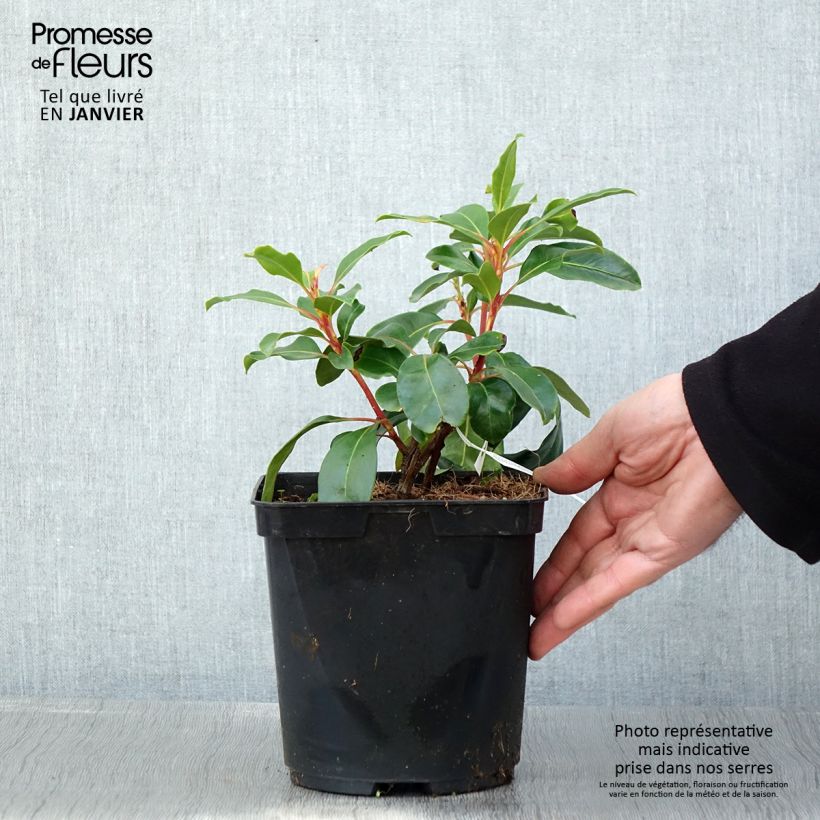 Example of Kalmia latifolia Keepsake - Laurier des montagnes rouge et blanc Pot van 2 l/3 l as you get in hiver