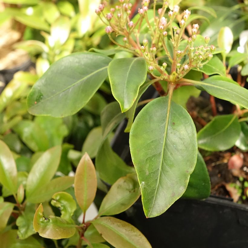 Kalmia latifolia Keepsake - Lepeltjesboom (Blad)