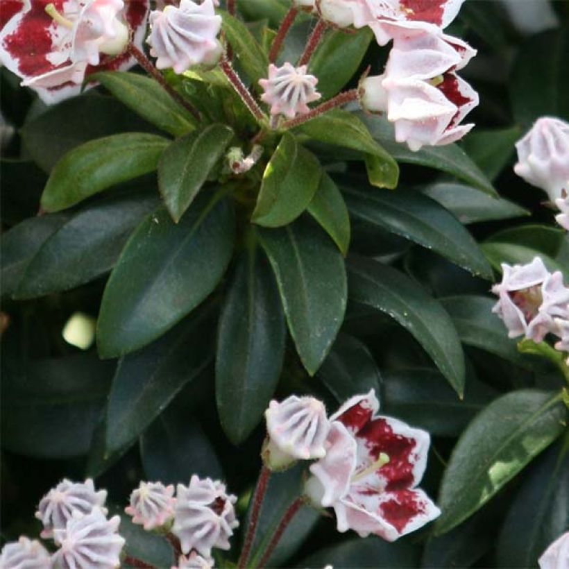 Kalmia latifolia Minuet - Lepeltjesboom (Foliage)