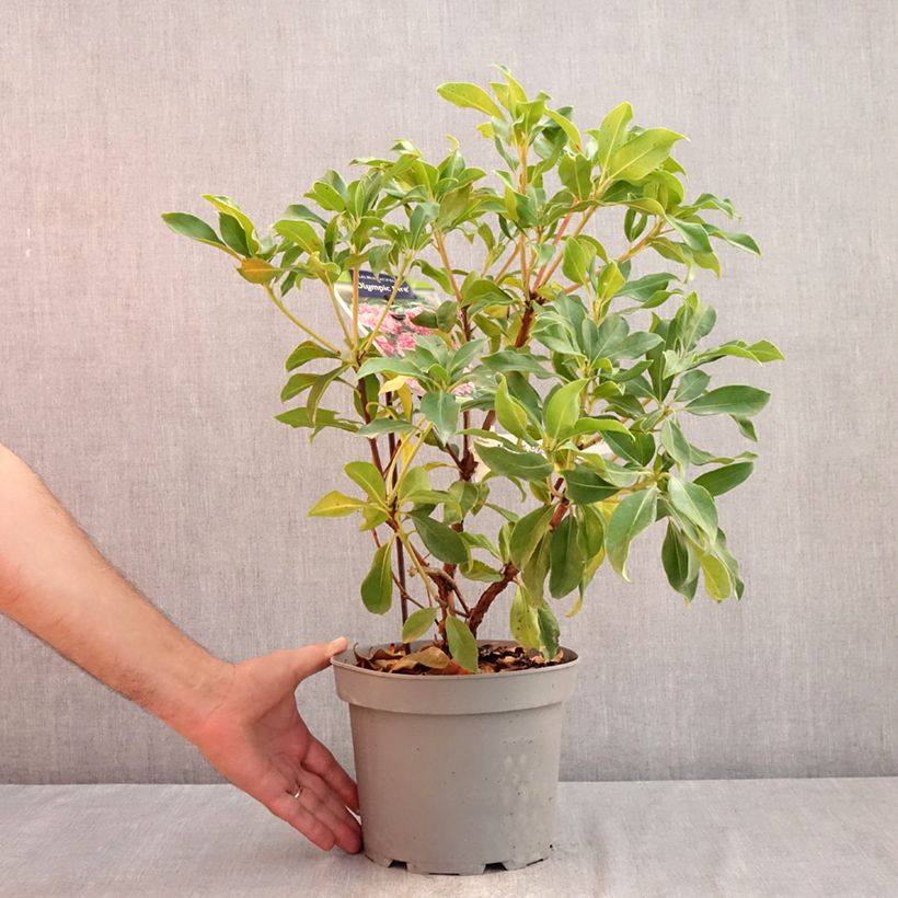 Exemplaar van Kalmia latifolia Olympic Fire - Lepeltjesboom Pot van 3 l/4 l zoals geleverd in de zomer