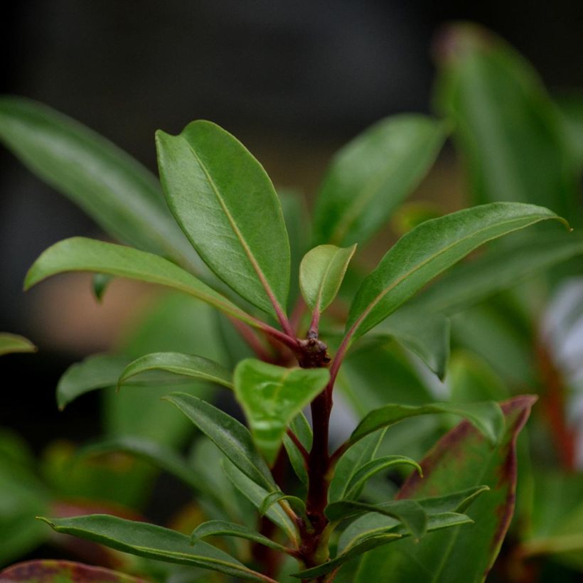 Kalmia latifolia Pinkobello - Lepeltjesboom (Foliage)