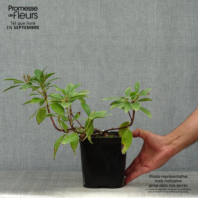 Exemplaar van Kalmia latifolia Tad - Lepeltjesboom Pot van 3 l/4 l zoals geleverd in de herfst