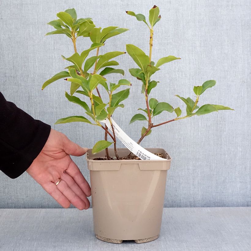 Exemplaar van Kalmia latifolia Windmill - Lepeltjesboom Pot van 3 l/4 l zoals geleverd in de lente