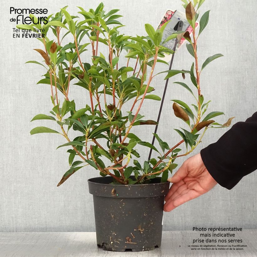 Example of Kalmia latifolia You Can - Laurier des montagnes en camaieu de rose Pot van 2 l/3 l as you get in hiver
