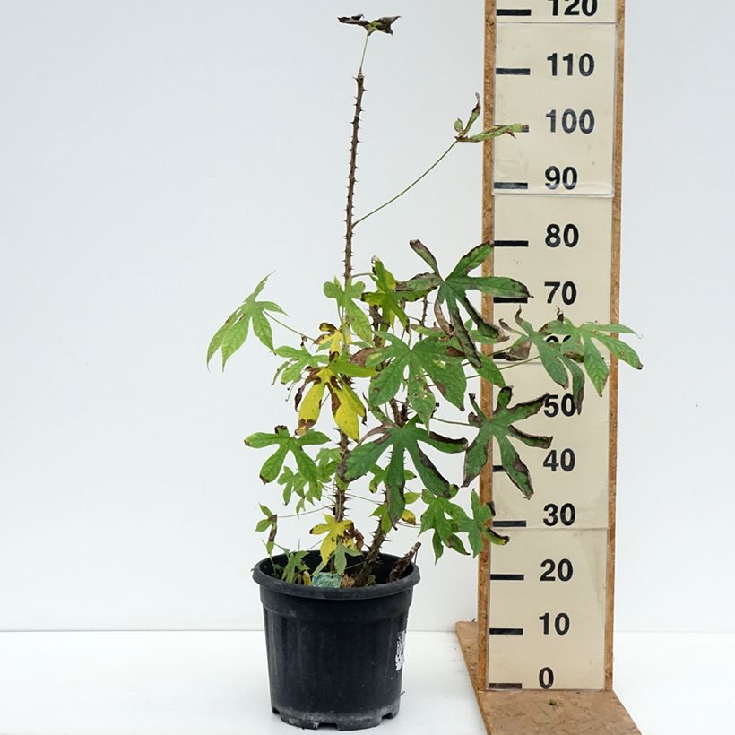 Exemplaar van Kalopanax septemlobus Maximowiczii - Stekelboom Pot van 12 l/15 l zoals geleverd in de herfst