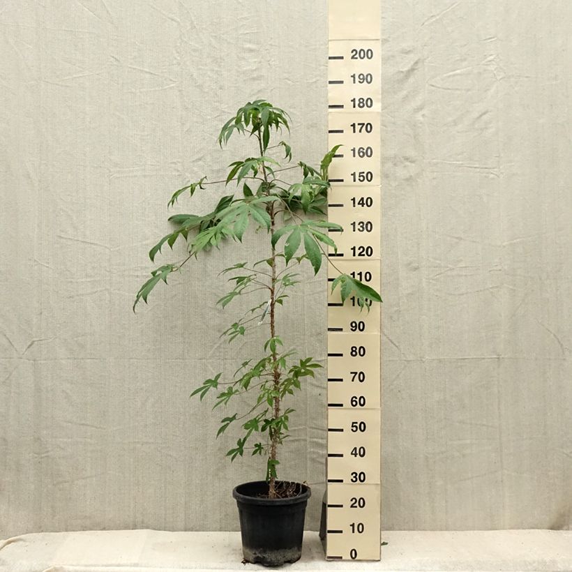Exemplaar van Kalopanax septemlobus Maximowiczii - Stekelboom Pot van 12 l/15 l zoals geleverd in de zomer