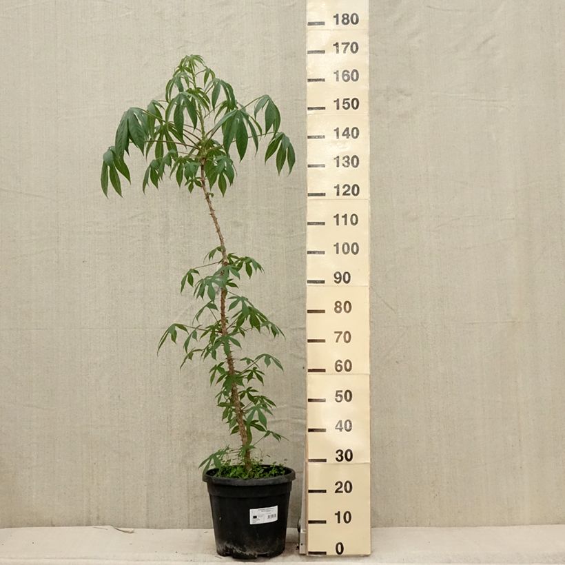 Exemplaar van Kalopanax septemlobus Maximowiczii - Stekelboom Pot van 12 l/15 l zoals geleverd in de lente