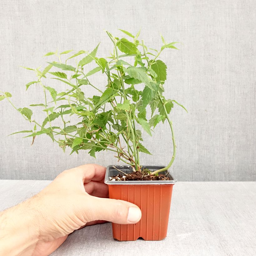 Exemplaar van Kerria japonica - Ranonkelstruik Kweekpotje van 8/9 cm zoals geleverd in de herfst