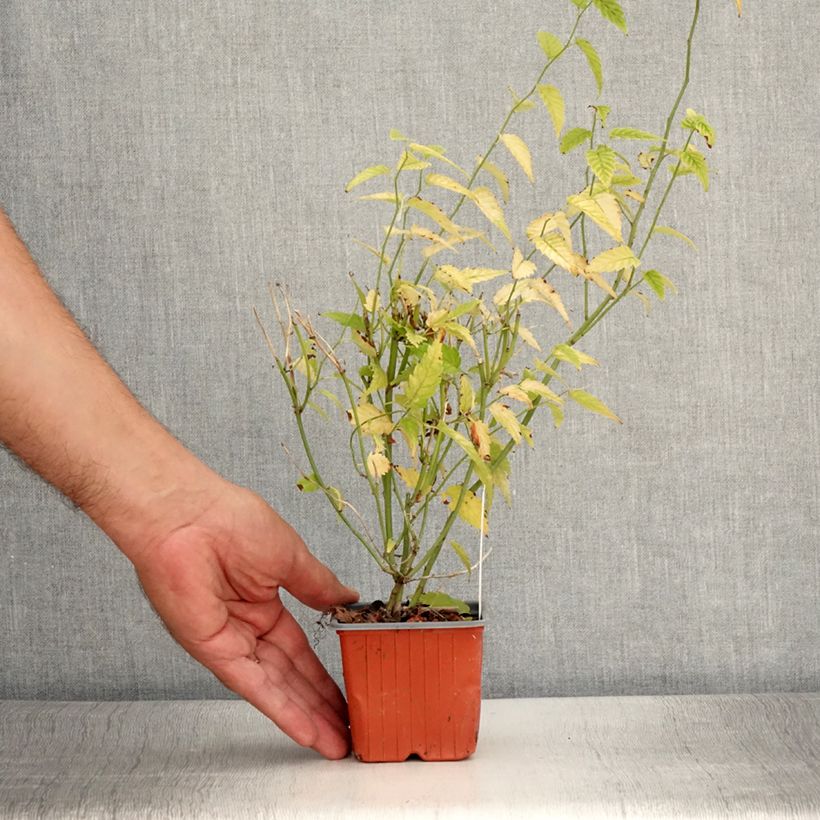 Exemplaar van Kerria japonica - Ranonkelstruik Kweekpotje van 8/9 cm zoals geleverd in de zomer