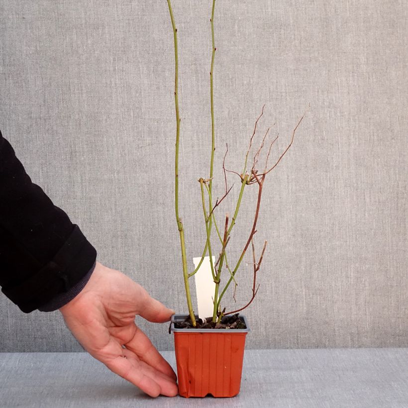 Example of Kerria japonica - Corète du Japon Kweekpotje van 8/9 cm as you get in hiver