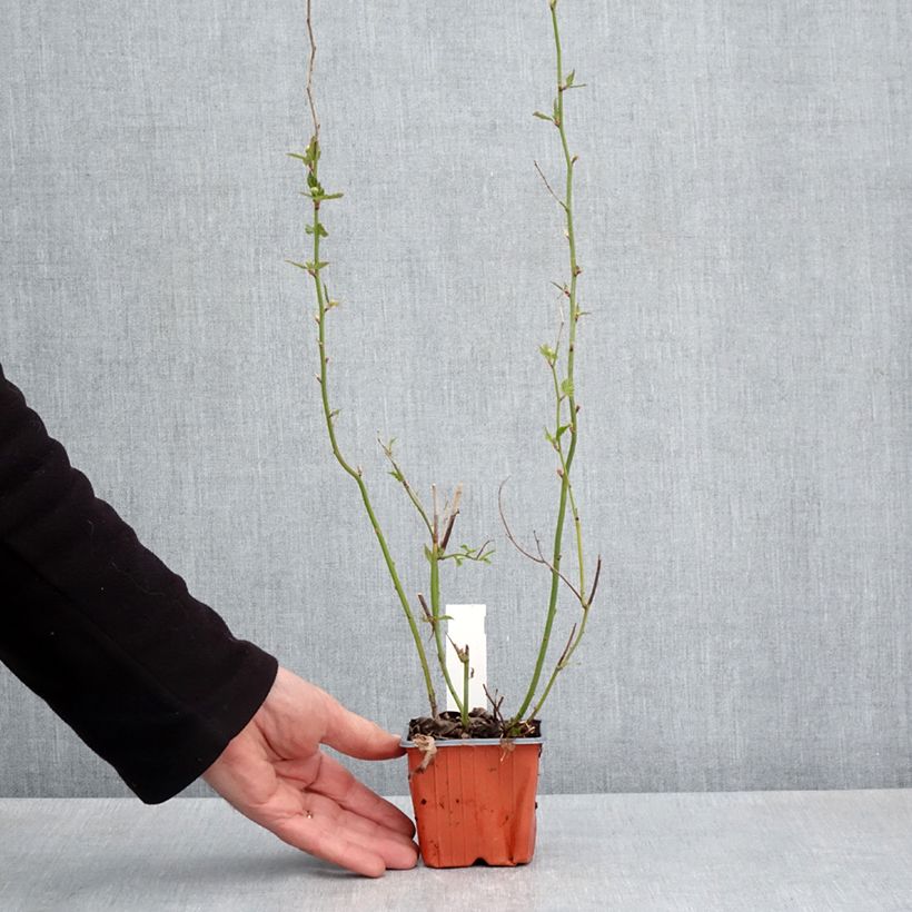 Exemplaar van Kerria japonica - Ranonkelstruik Kweekpotje van 8/9 cm zoals geleverd in de lente