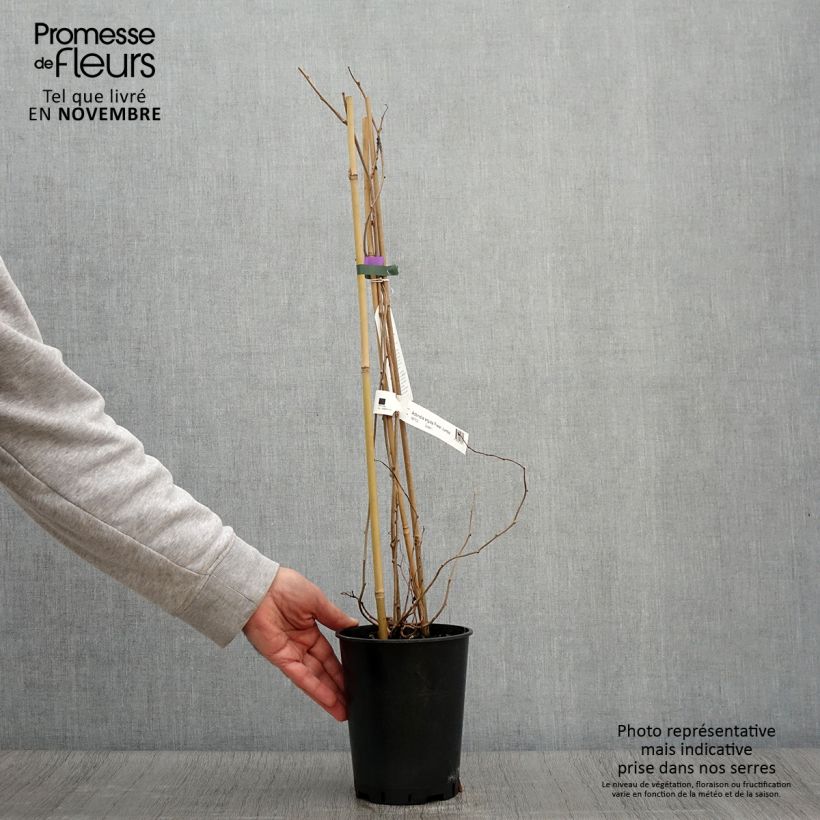 Exemplaar van Kiwai femelle Fresh Jumbo - Actinidia arguta Pot de 2L/3L zoals geleverd in de herfst