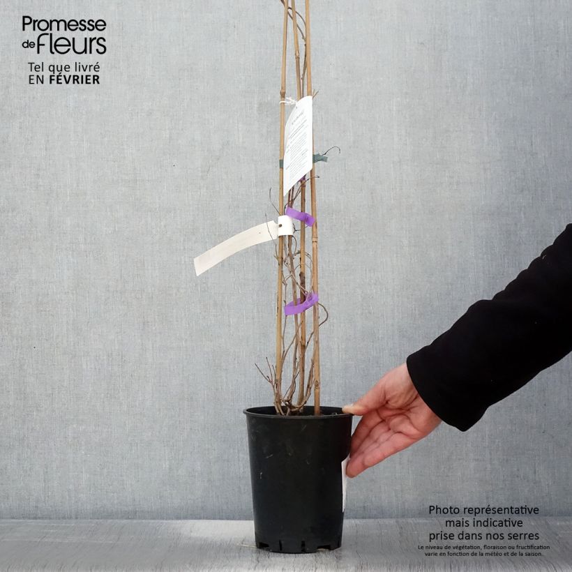 Exemplaar van Kiwai femelle Fresh Jumbo - Actinidia arguta Pot van 2 l/3 l zoals geleverd in de winter