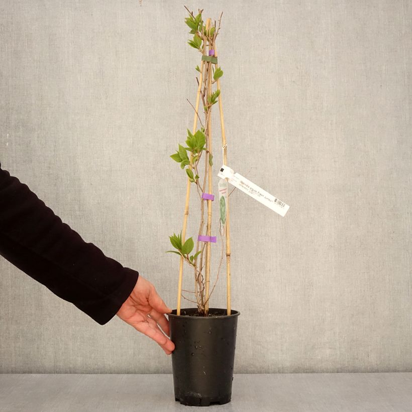 Exemplaar van Kiwibes - Actinidia arguta Fresh Jumbo (vrouwelijk) Pot van 2 l/3 l zoals geleverd in de lente