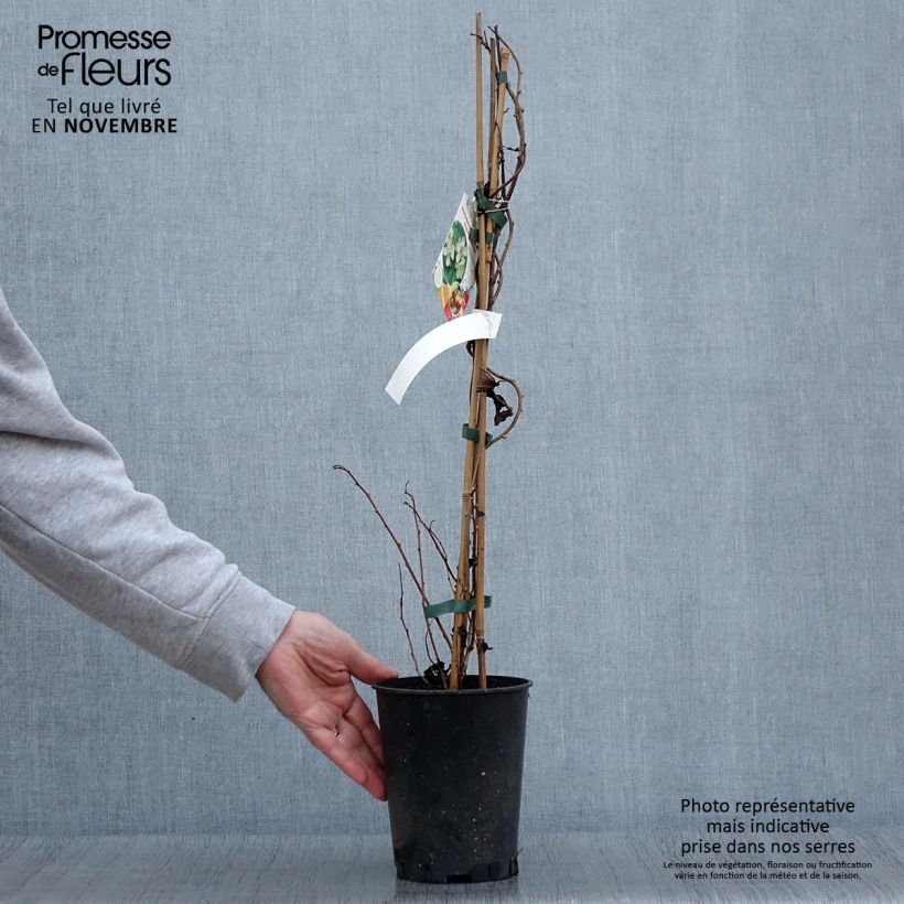 Exemplaar van Kiwibes  - Actinidia arguta Romeo (mannelijk) Pot van 2 l/3 l zoals geleverd in de herfst