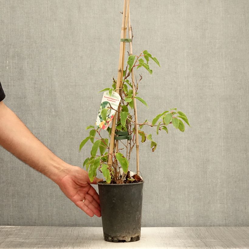 Exemplaar van Kiwibes  - Actinidia arguta Romeo (mannelijk) Pot van 2 l/3 l zoals geleverd in de zomer