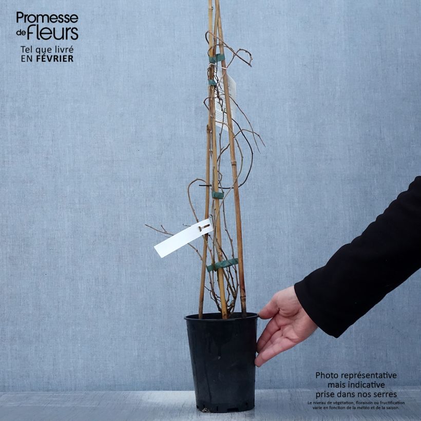 Exemplaar van Kiwibes  - Actinidia arguta Romeo (mannelijk) Pot van 2 l/3 l zoals geleverd in de winter