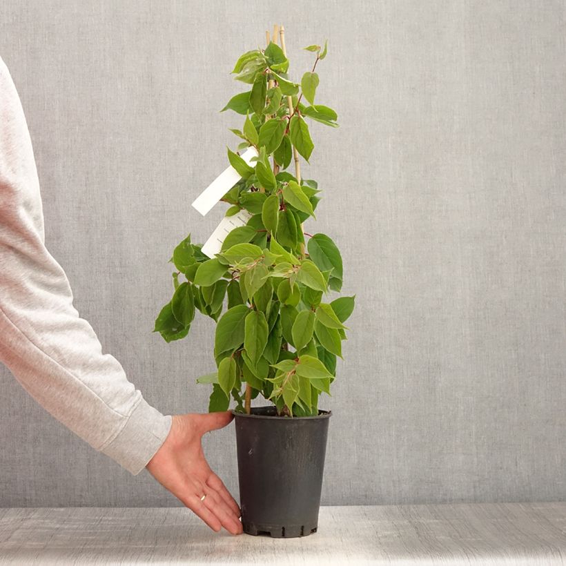 Exemplaar van Kiwibes  - Actinidia arguta Romeo (mannelijk) Pot van 2 l/3 l zoals geleverd in de lente
