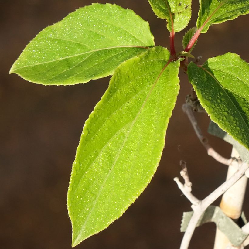 Kiwibes - Actinidia arguta Weima (Blad)