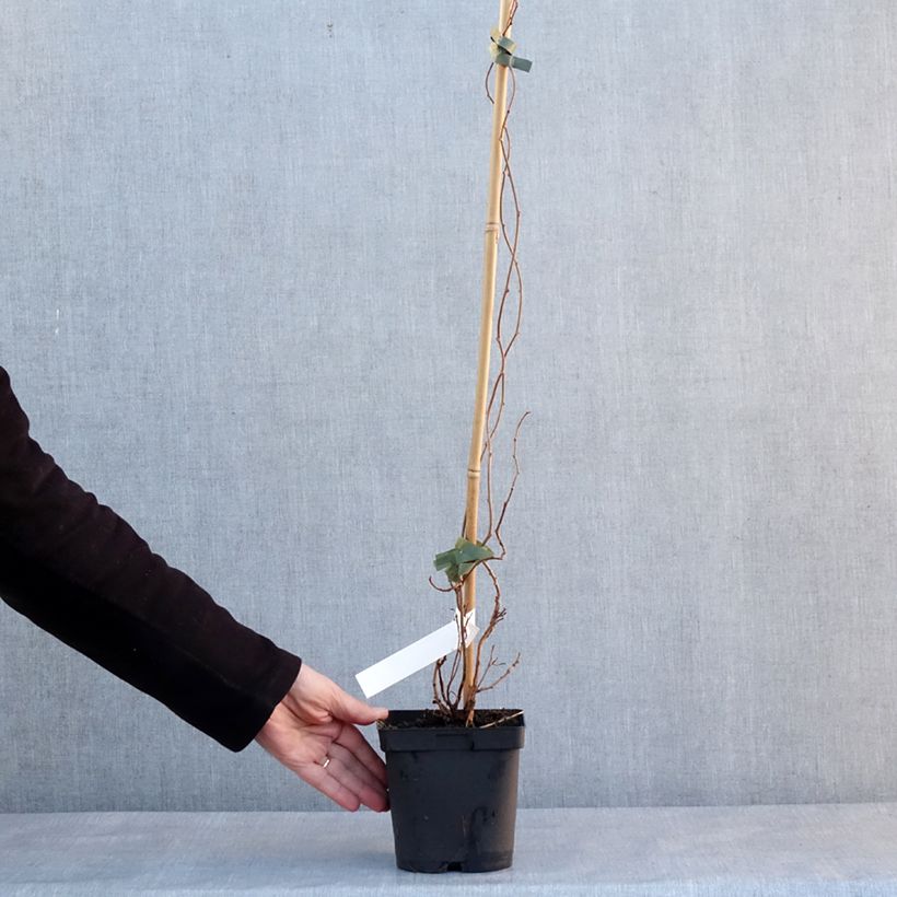 Exemplaar van Kiwibes - Actinidia arguta Weima Pot van 2 l/3 l zoals geleverd in de winter