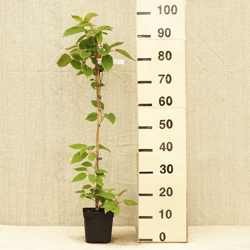 Exemplaar van Kiwibes - Actinidia arguta Weima Pot van 2 l/3 l zoals geleverd in de lente