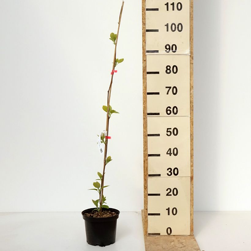 Exemplaar van Kiwi - Actinidia deliciosa Kiwi Wonder Pot van 3 l/4 l zoals geleverd in de lente