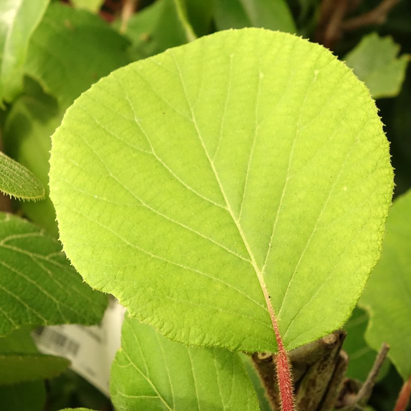 Kiwi - Actinidia deliciosa Kiwidoo (vrouwelijk) (Blad)
