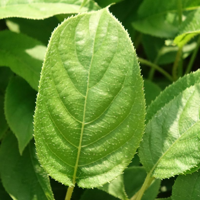 Kiwibes - Actinidia arguta Ananasnaya (vrouwelijk) (Blad)