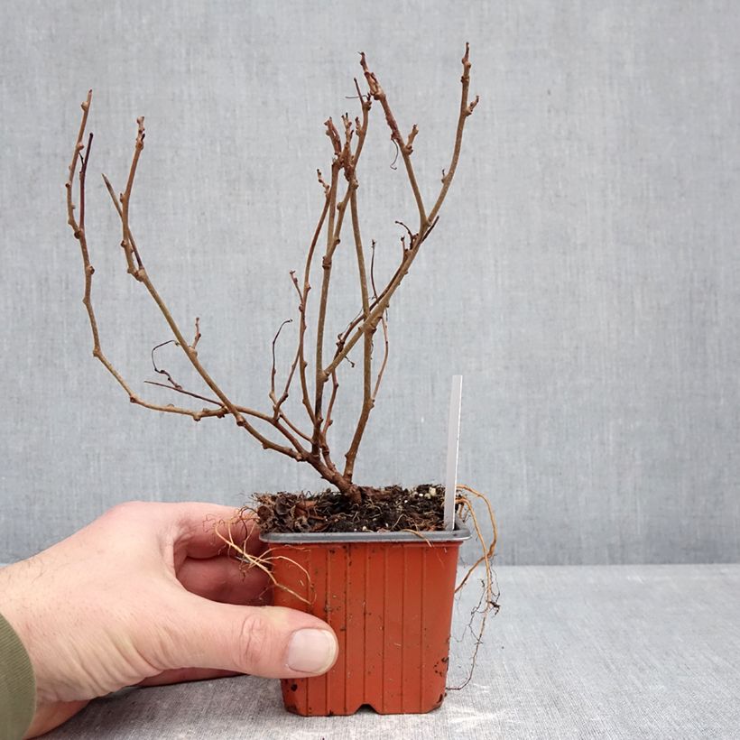 Exemplaar van Kiwibes - Actinidia arguta Ananasnaya (vrouwelijk) Kweekpotje van 8/9 cm zoals geleverd in de winter