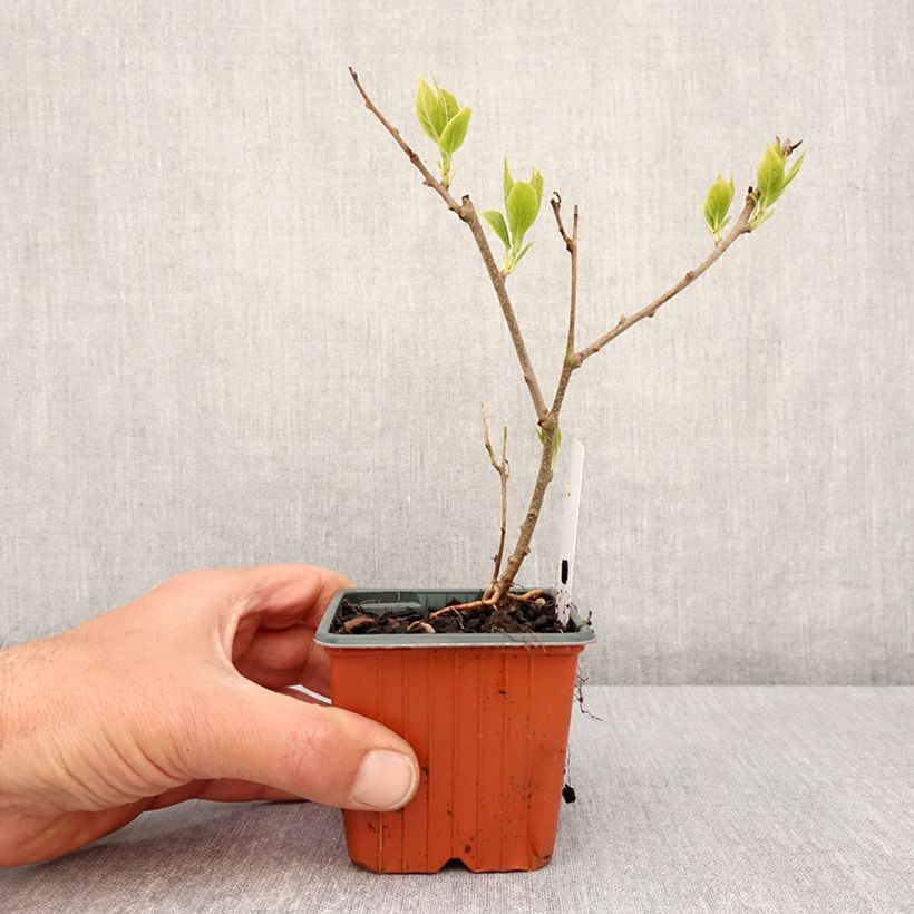 Exemplaar van Kiwibes - Actinidia arguta Ananasnaya (vrouwelijk) Kweekpotje van 8/9 cm zoals geleverd in de lente