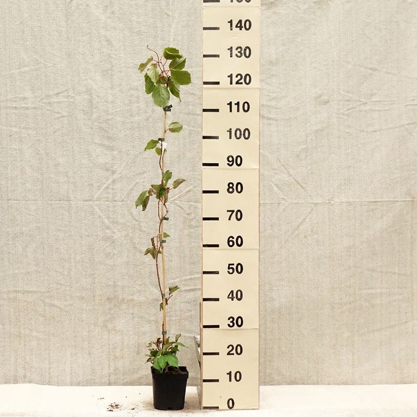 Exemplaar van Kiwibes - Actinidia arguta Ananasnaya (vrouwelijk) Pot van 1,5 l/2 l zoals geleverd in de lente