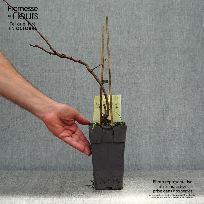 Exemplaar van Kiwibes - Actinidia arguta Bayern (vrouwelijk) Pot van 2 l/3 l zoals geleverd in de herfst