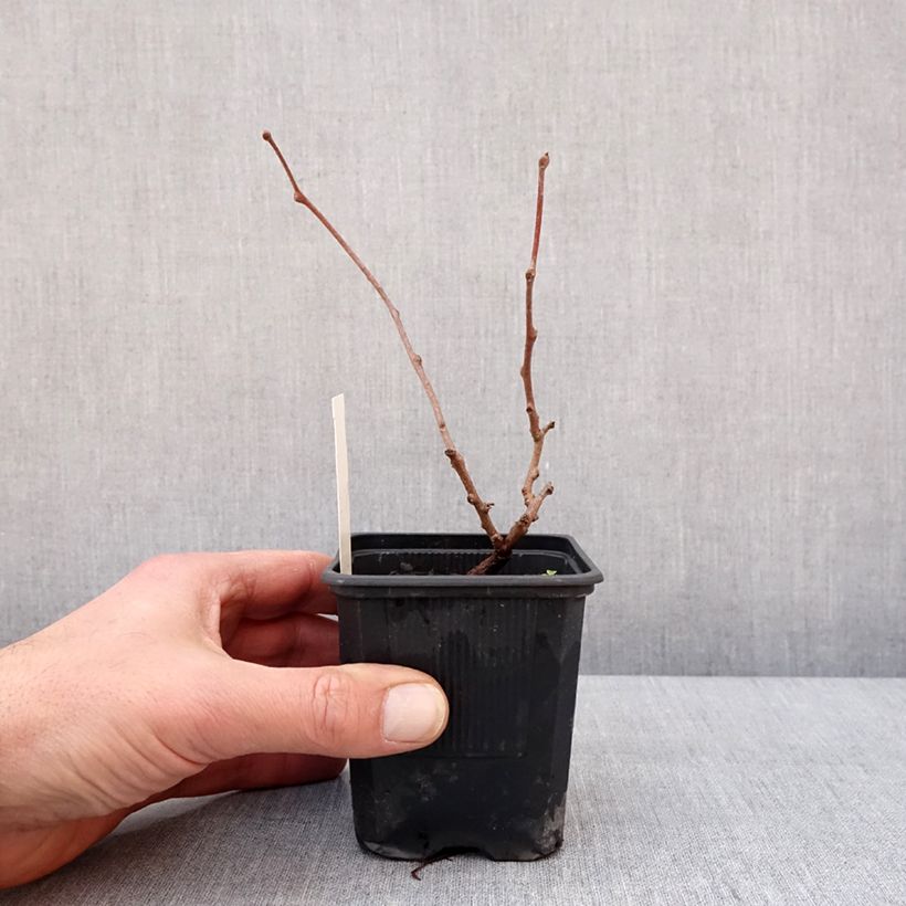 Exemplaar van Kiwibes - Actinidia arguta Domino (vrouwelijk) Pot van 10 cm/11 cm zoals geleverd in de winter
