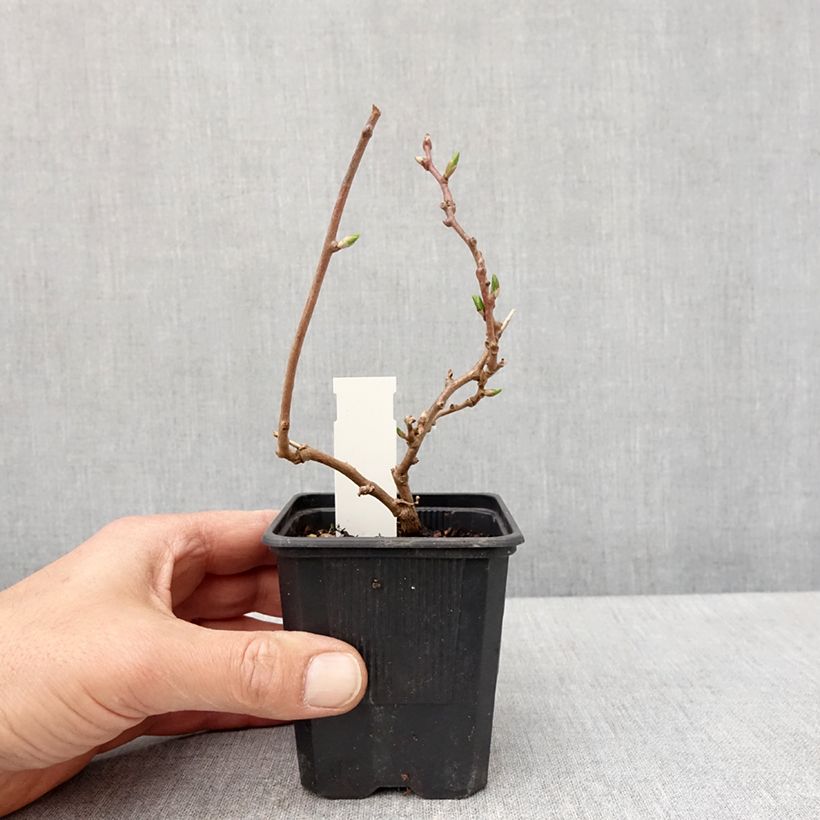 Exemplaar van Kiwibes - Actinidia arguta Domino (vrouwelijk) Pot van 10 cm/11 cm zoals geleverd in de lente