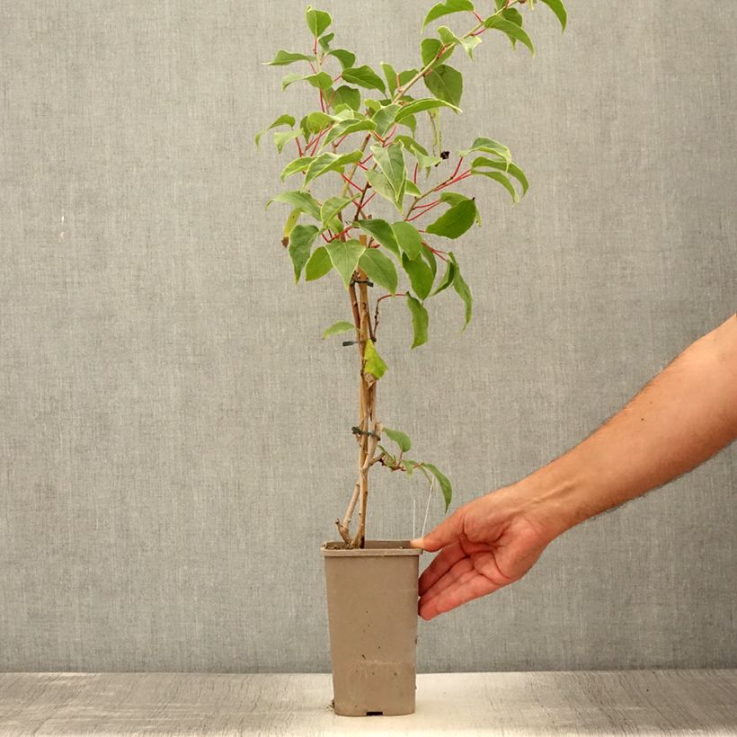 Exemplaar van Kiwibes - Actinidia arguta Pink Jumbo (vrouwelijk) Pot van 1,5 l/2 l zoals geleverd in de zomer