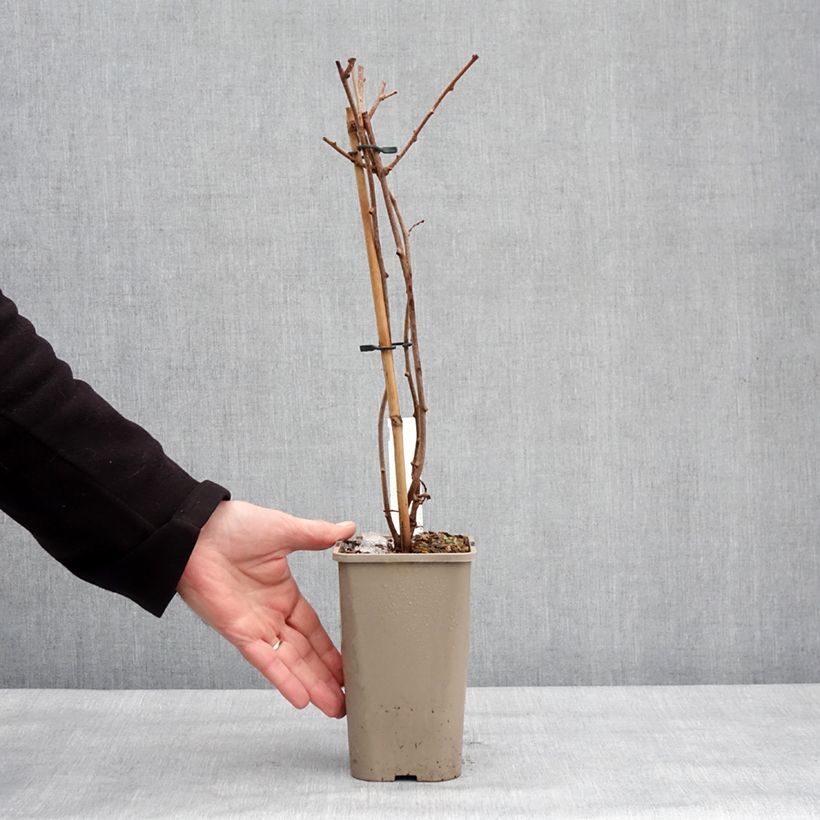 Exemplaar van Kiwi arguta femelle Pink Jumbo - Actinidia arguta Pot van 1,5 l/2 l zoals geleverd in de winter