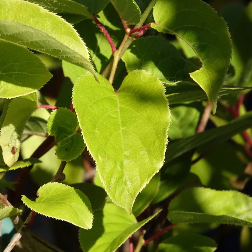 Kiwibes - Actinidia arguta Geneva (vrouwelijk) (Blad)