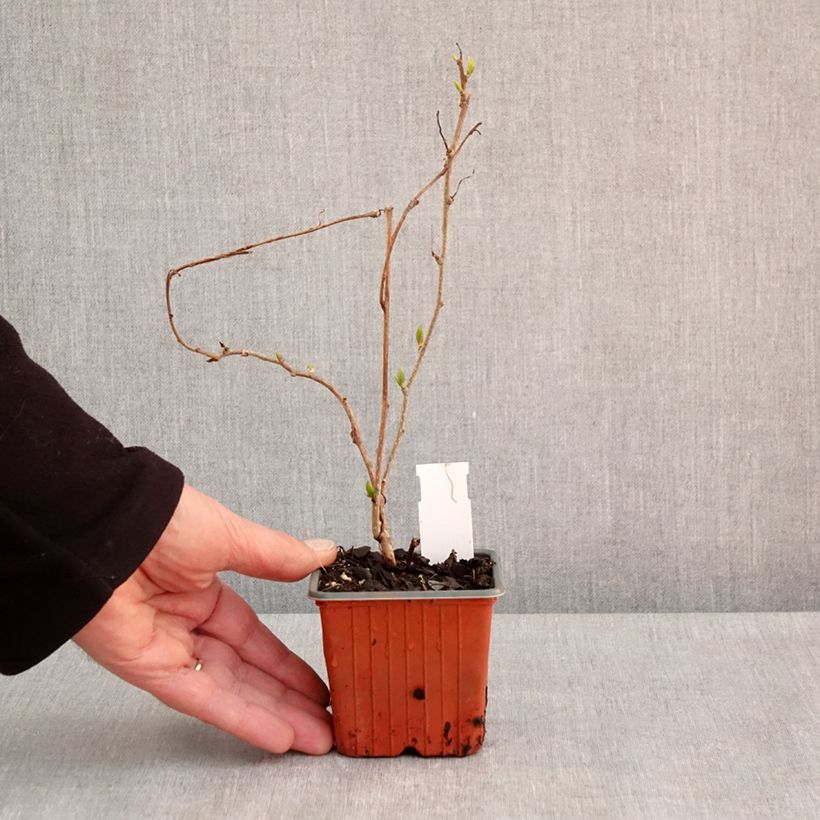 Exemplaar van Kiwibes - Actinidia arguta Geneva (vrouwelijk) Kweekpotje van 8/9 cm zoals geleverd in de lente