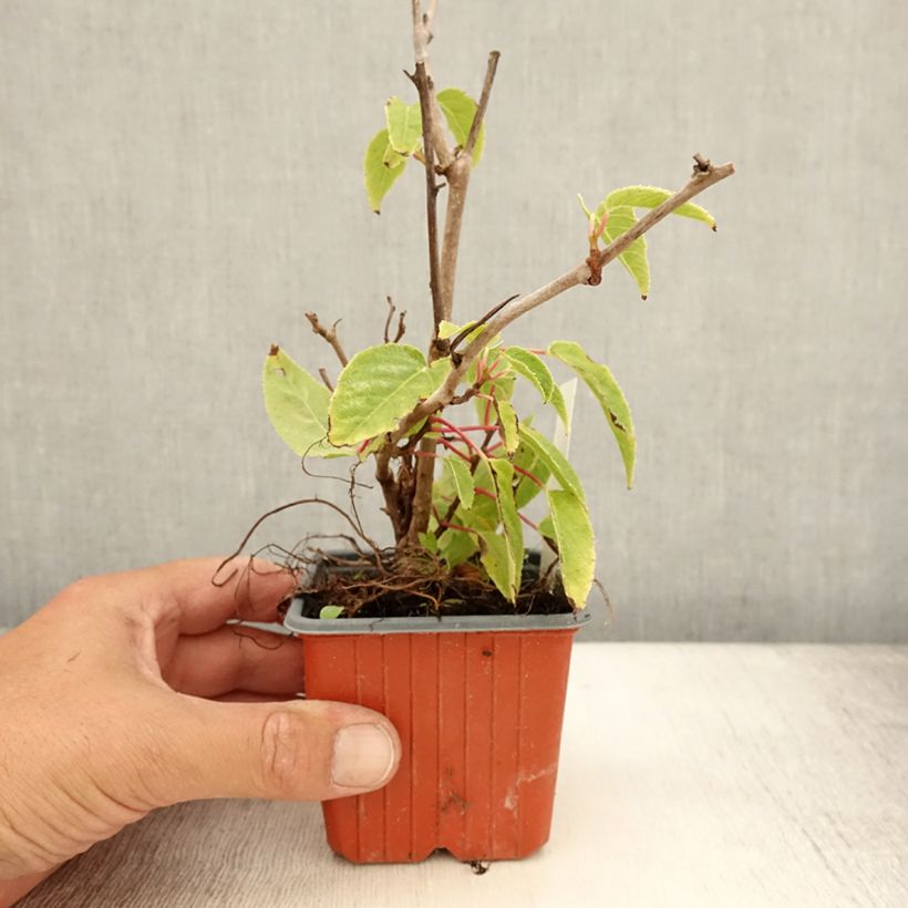 Exemplaar van Kiwibes - Actinidia arguta Ken's Red  (vrouwelijk) Kweekpotje van 8/9 cm zoals geleverd in de zomer