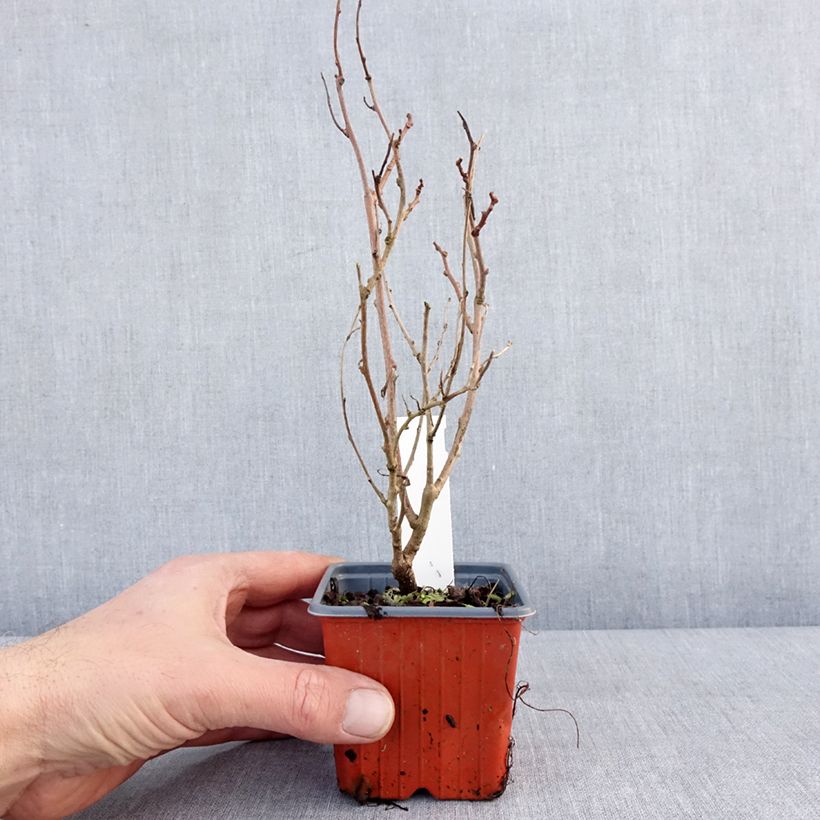 Exemplaar van Kiwibes - Actinidia arguta Ken's Red  (vrouwelijk) Kweekpotje van 8/9 cm zoals geleverd in de winter