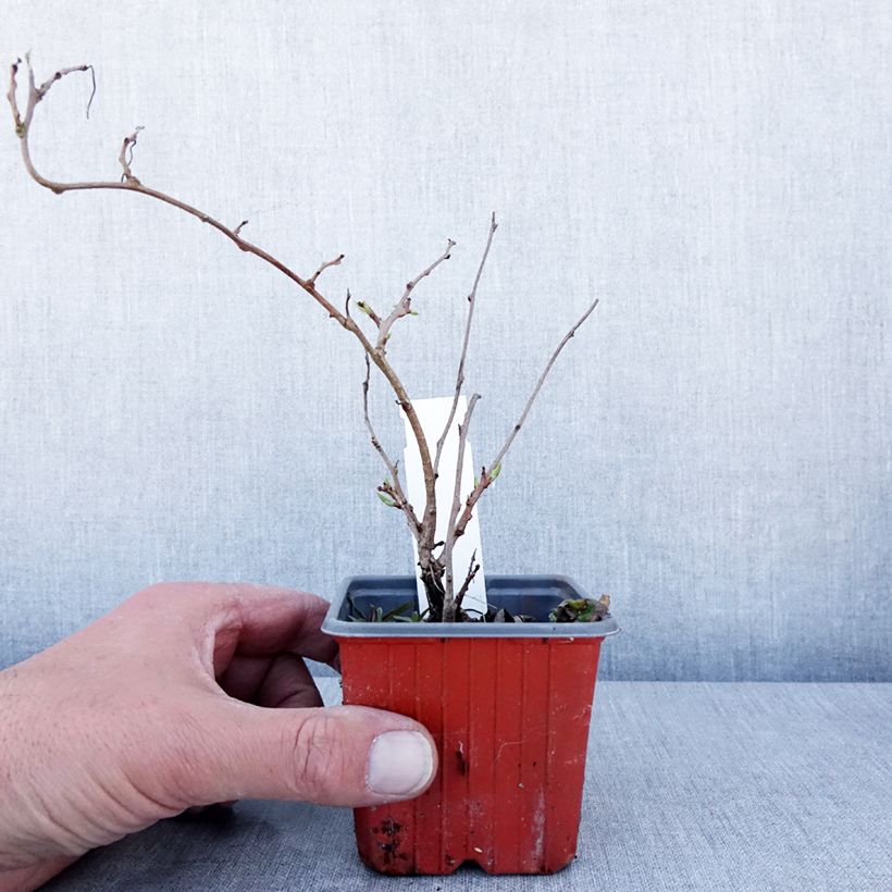 Exemplaar van Kiwibes - Actinidia arguta Ken's Red  (vrouwelijk) Kweekpotje van 8/9 cm zoals geleverd in de lente