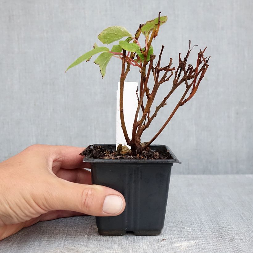 Exemplaar van Kiwibes - Actinidia arguta Ken's Red  (vrouwelijk) Kweekpotje van 8/9 cm zoals geleverd in de herfst