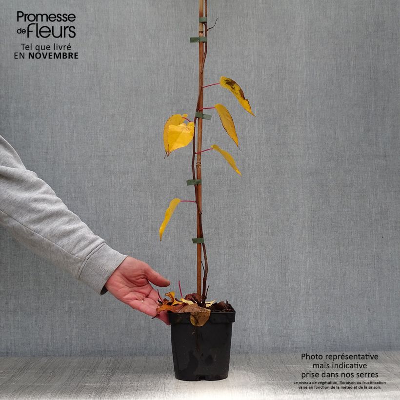 Exemplaar van Kiwibes - Actinidia arguta Ken's Red  (vrouwelijk) Pot van 1,5 l/2 l zoals geleverd in de herfst