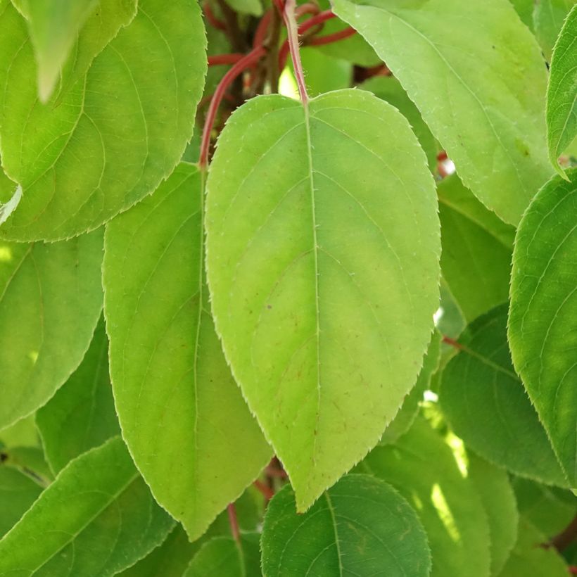 Kiwibes - Actinidia arguta Mariered (vrouwelijk) (Blad)